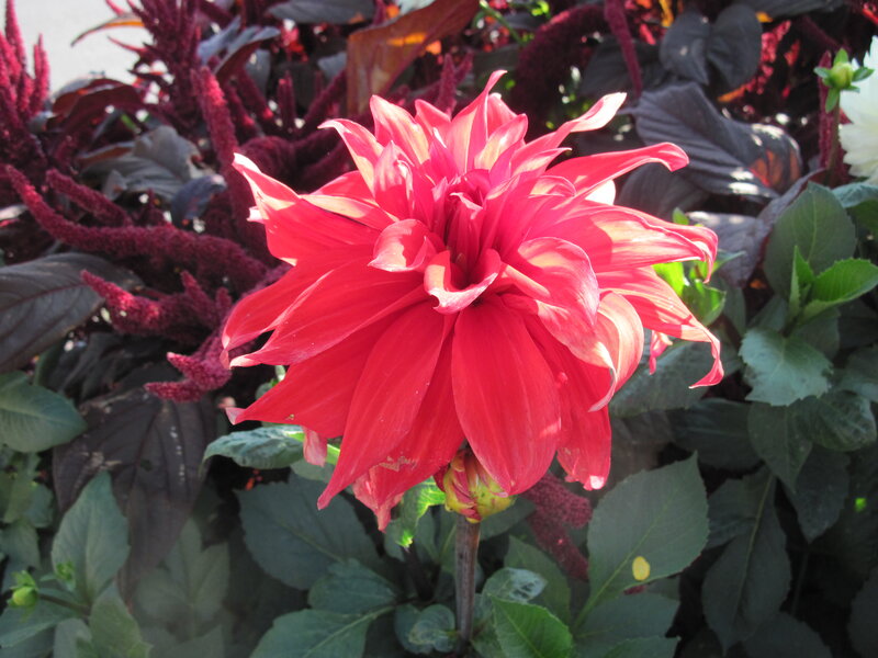 Red Dahlia Flower — Vibrant, Afternoon, Photograph, Purple Plants