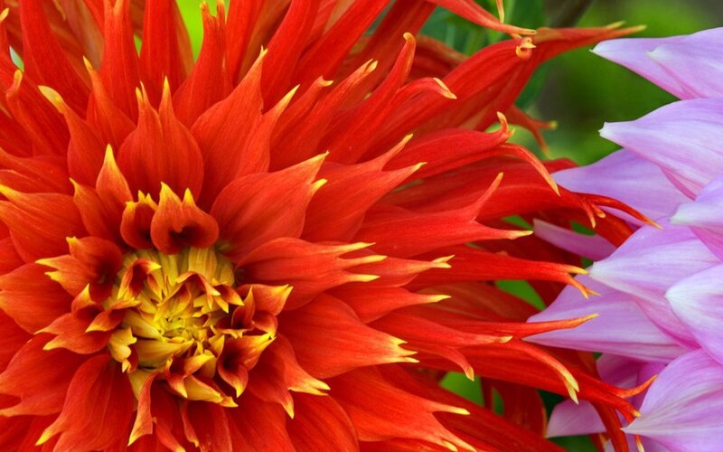 Red Dahlia Flower — Vibrant, Afternoon