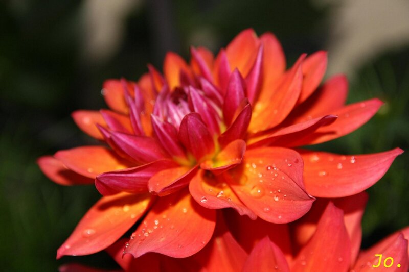 Red Dahlia Flower — Vibrant, Daytime, Photograph