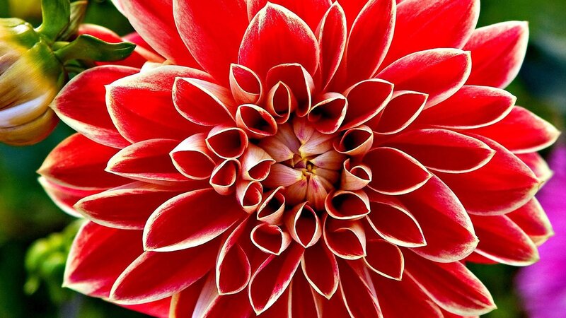 Red Dahlia Flower — Vibrant, Photograph, Bud
