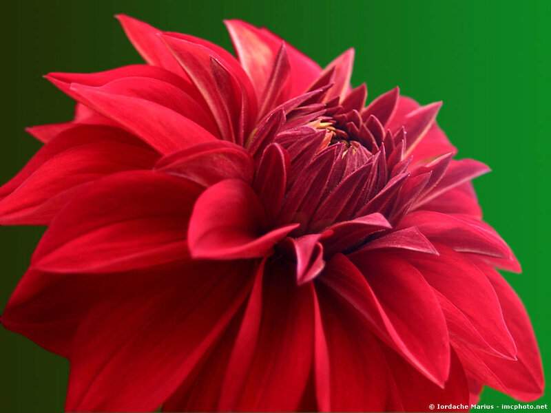 Red Dahlia Flower — Vibrant, Photograph, Green Background