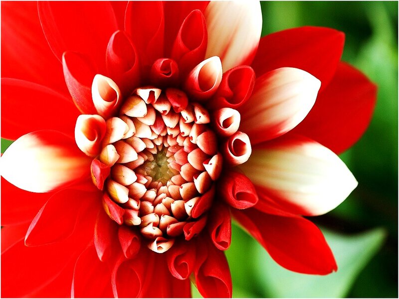 Red Dahlia Flower — Vibrant, Photograph, Petals, Center