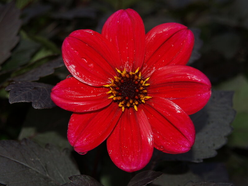 Red Dahlia Flower — Vibrant, Photograph, Petals
