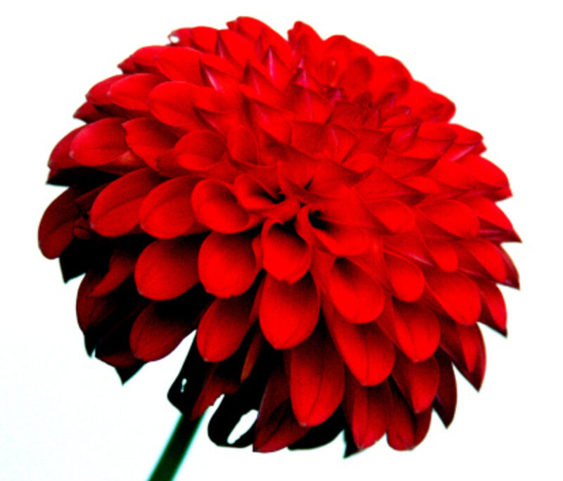 Red Dahlia Flower — Vibrant, Photograph, Stem