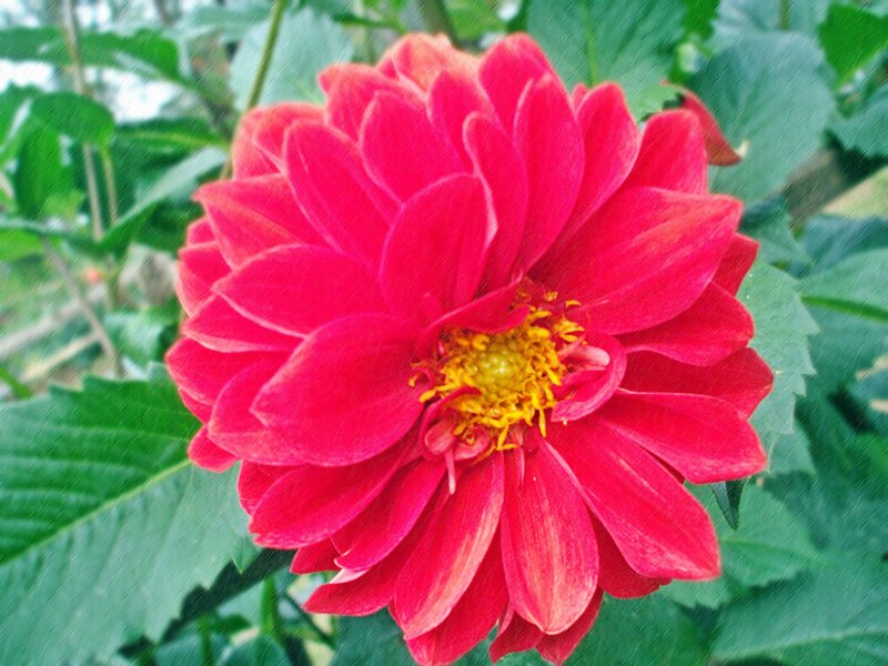 Red Dahlia Flower — Vibrant, Photograph