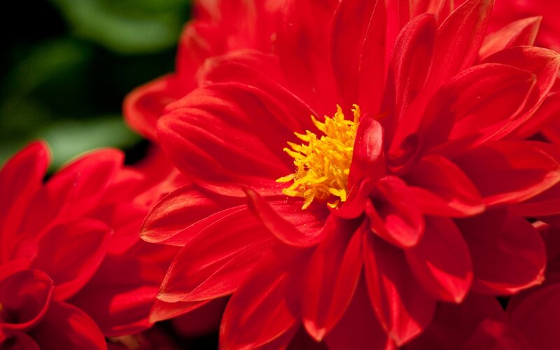 Red Dahlia Flower — Vibrant, Photograph, Yellow Center