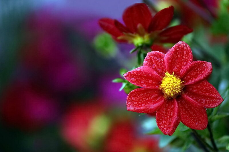 Red Dahlia Flower — Vibrant, Photograph, Yellow Center, Water Droplets
