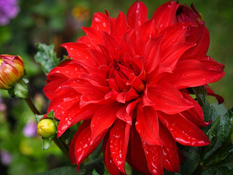 Red Dahlia Flower — Vibrant, Summer, Photograph, Bud