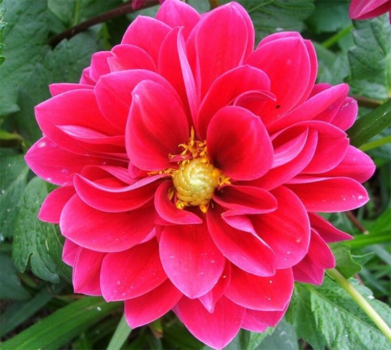 Red Dahlia Flower — Vibrant, Summer, Photograph