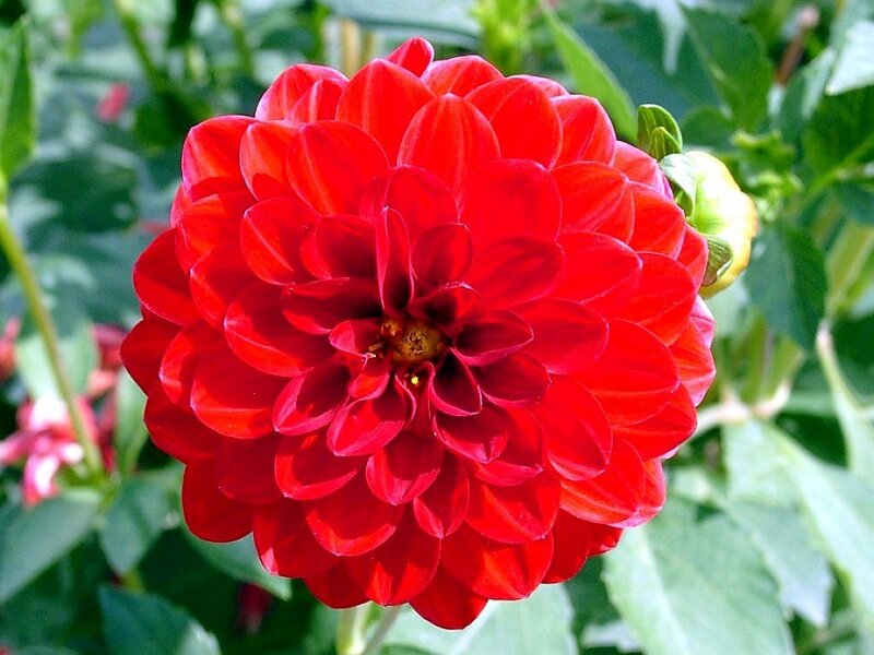 Red Dahlia Flower — Vibrant, Summer
