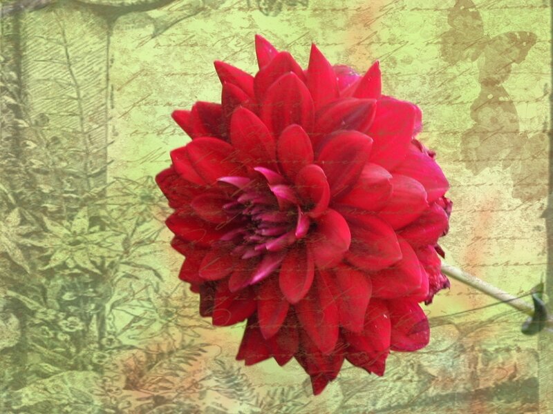 Red Dahlia Flower — Vintage