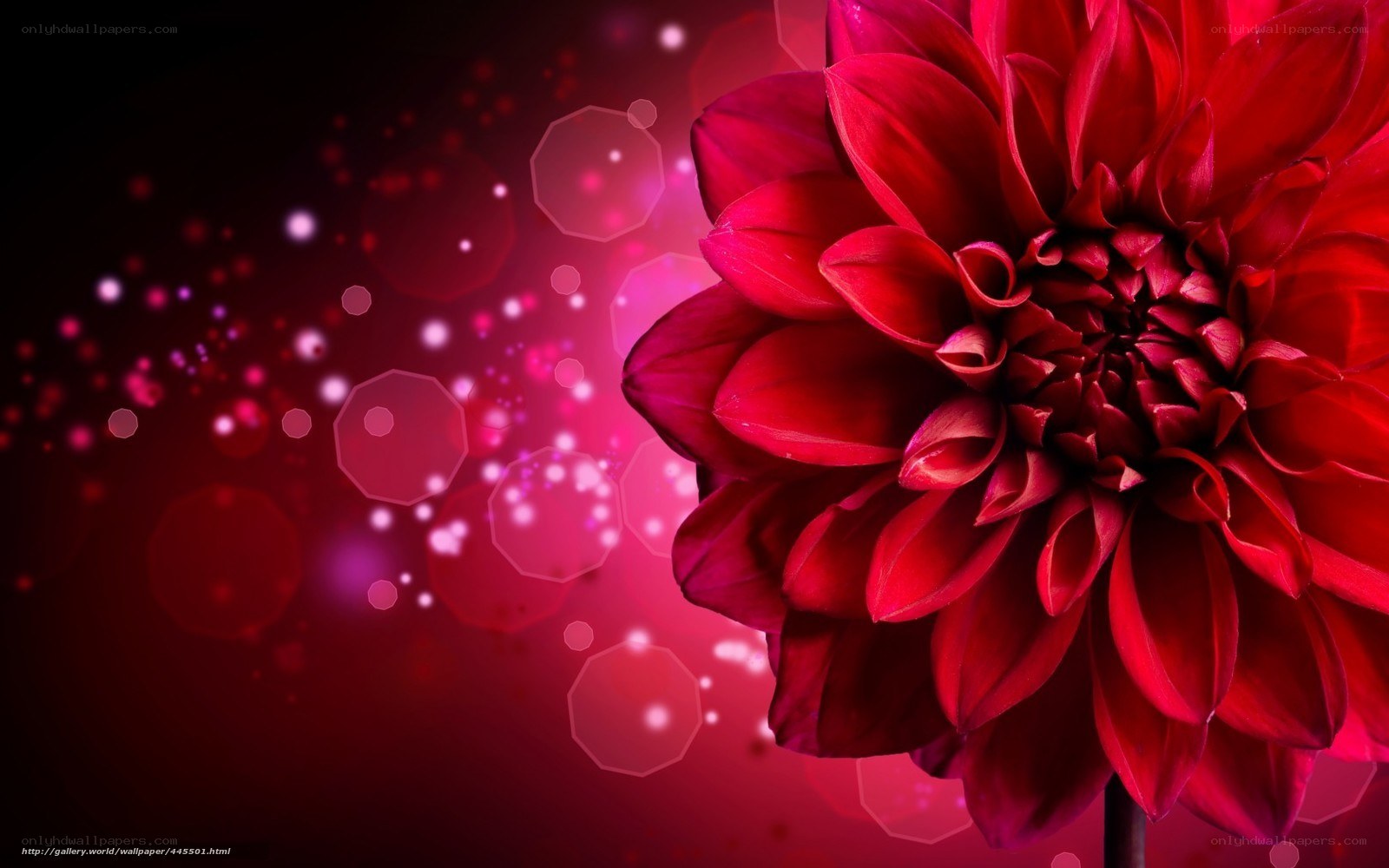 Red dahlia flower with bokeh