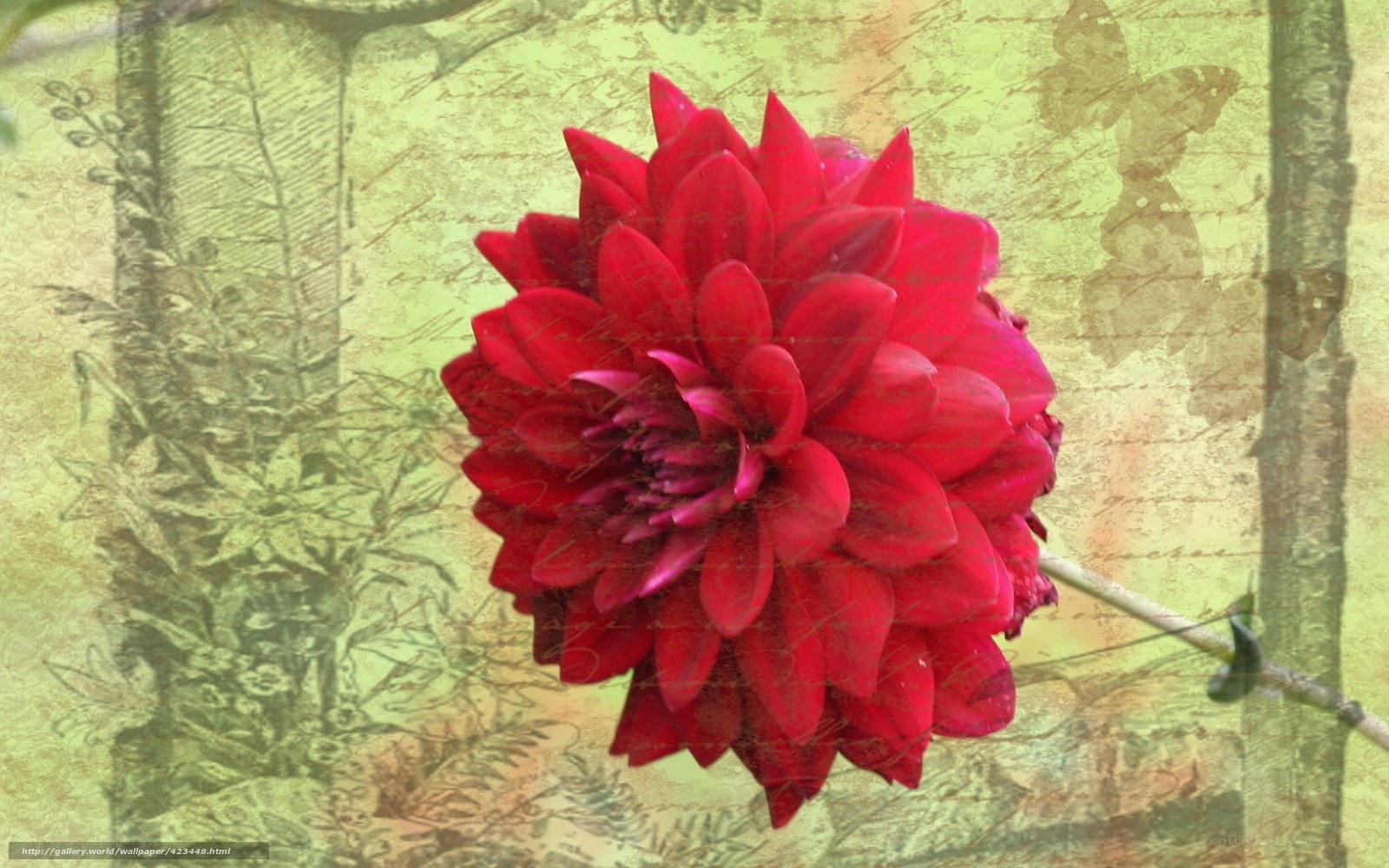 Red dahlia flower