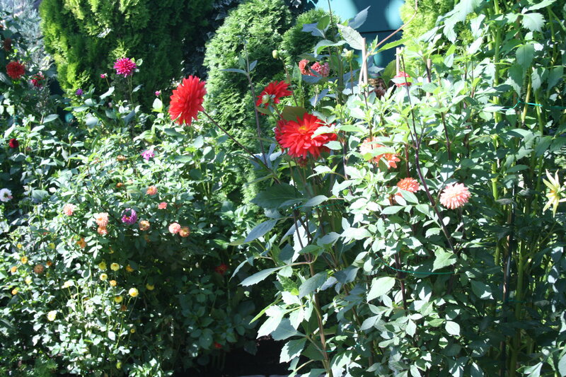 Red Dahlia Flowers — Bright, Afternoon