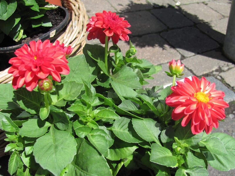 Red dahlia flowers in a basket