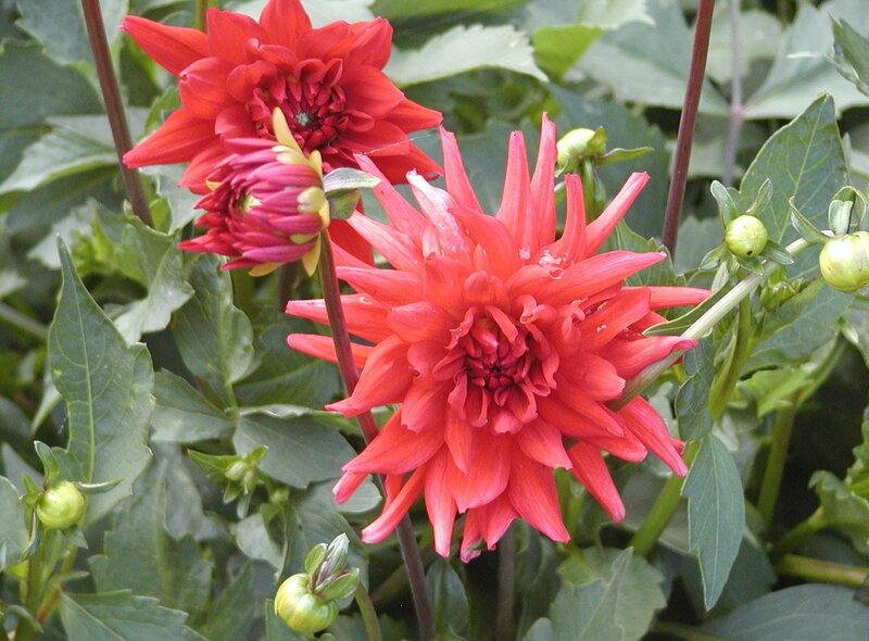 Red dahlia flowers in bloom