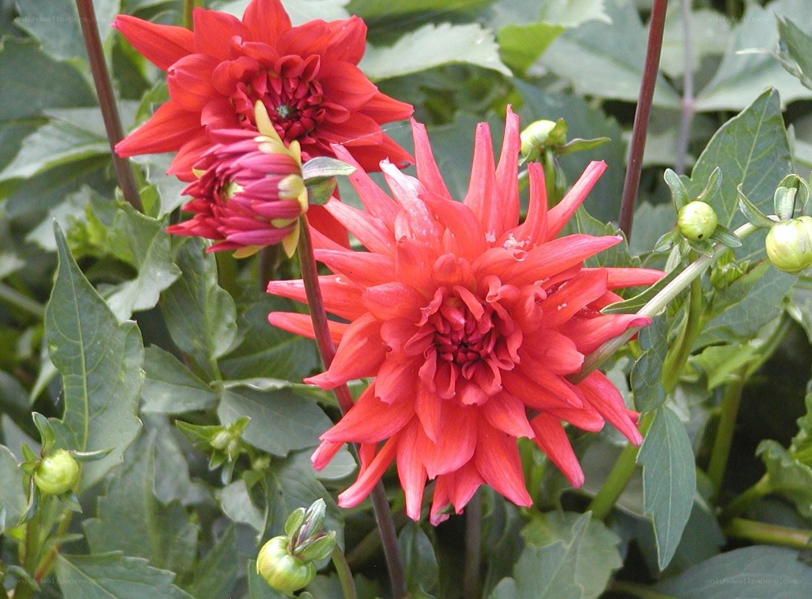 Red dahlia flowers in bloom