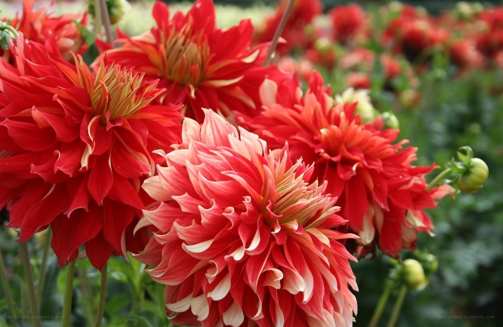 Red dahlia flowers in bloom