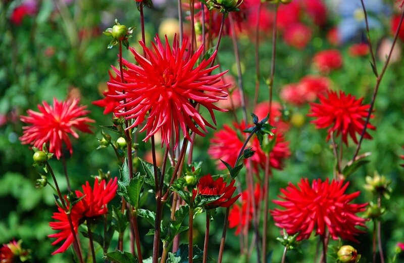 Red dahlia flowers in garden