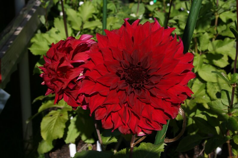 Red dahlia flowers in garden