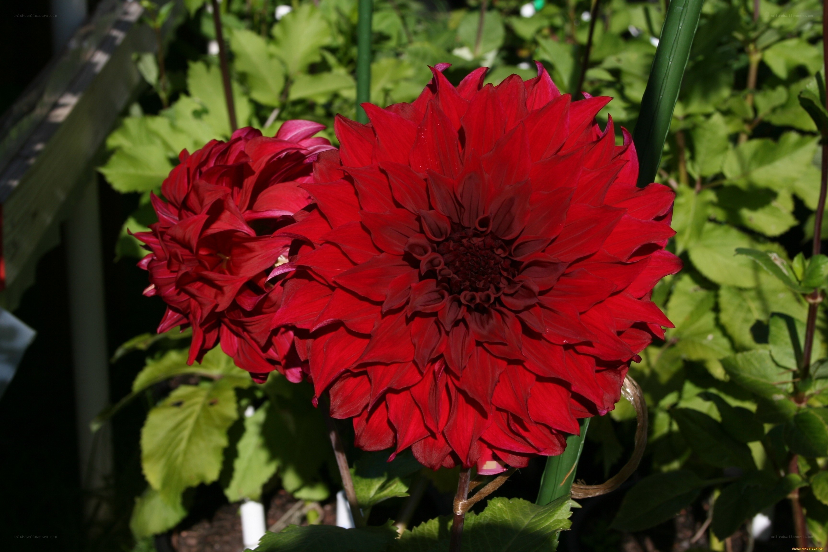 Red dahlia flowers in garden