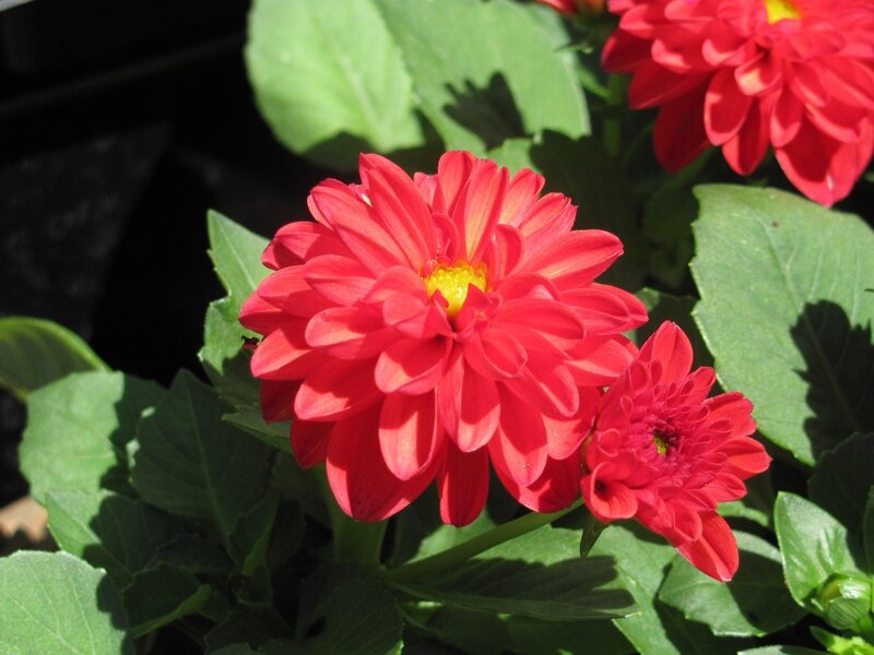 Red dahlia flowers in sunlight