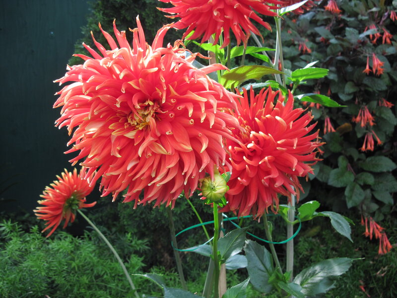 Red Dahlia Flowers — Natural, Afternoon, Photograph