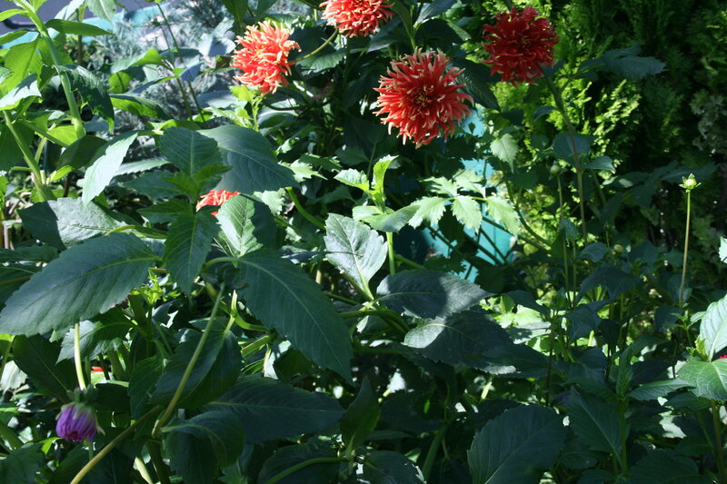 Red Dahlia Flowers — Natural, Afternoon