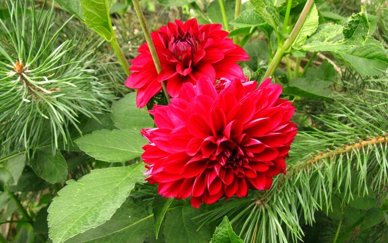 Red Dahlia Flowers — Natural, Summer
