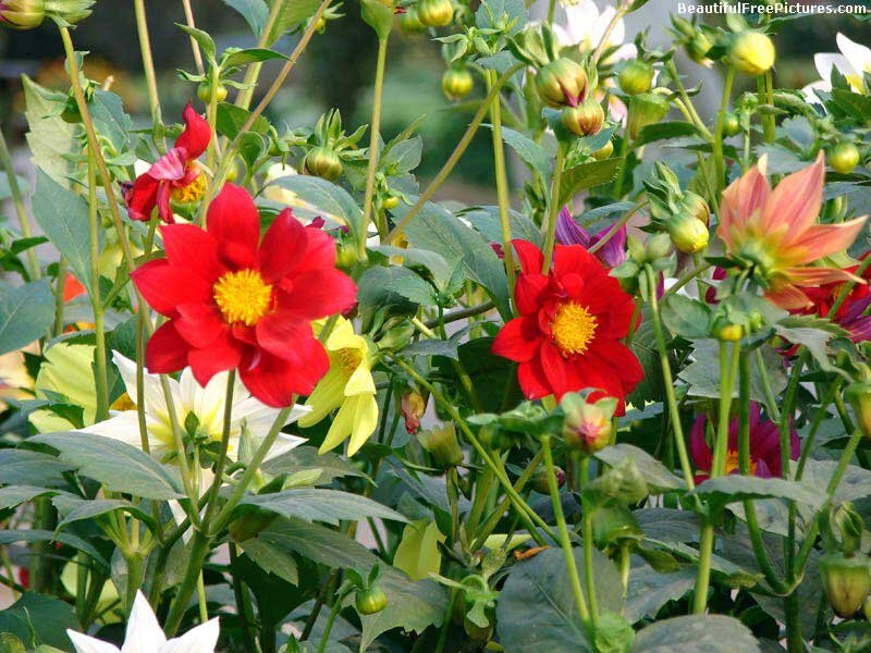 Red Dahlia Flowers — Natural