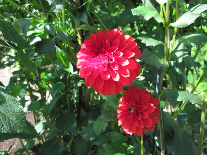Red Dahlia Flowers — Serene, Afternoon