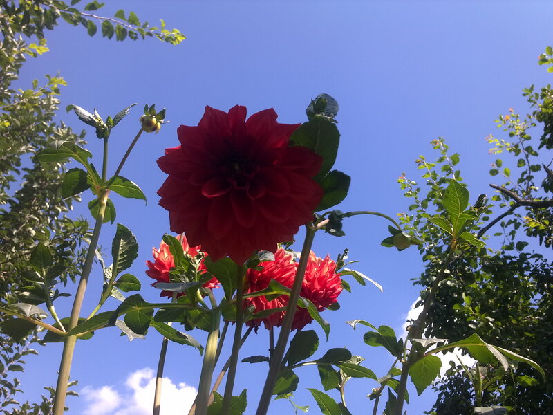 Red Dahlia Flowers — Serene