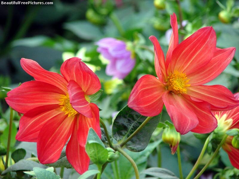 Red Dahlia Flowers