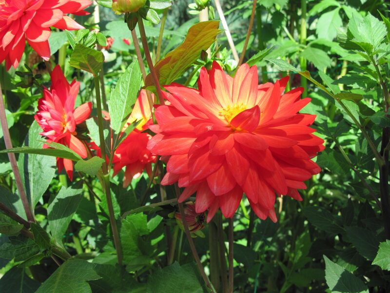 Red Dahlia Flowers — Vibrant, Afternoon