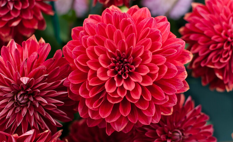 Red Dahlia Flowers — Vibrant, Photograph