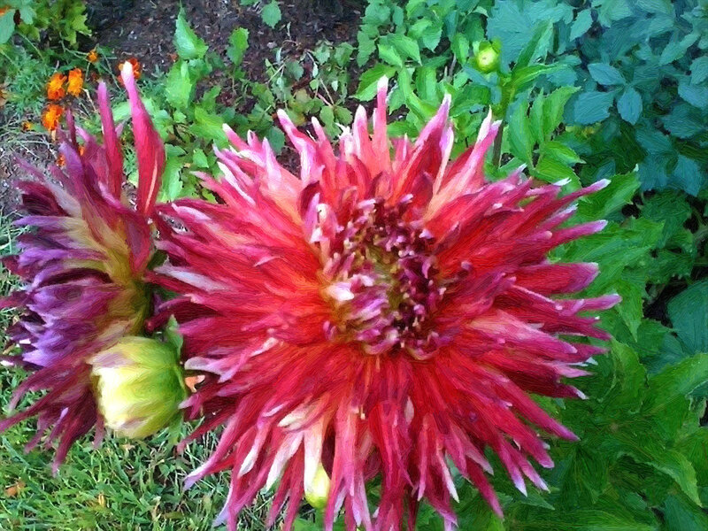 Red Dahlia Flowers — Vibrant, Summer