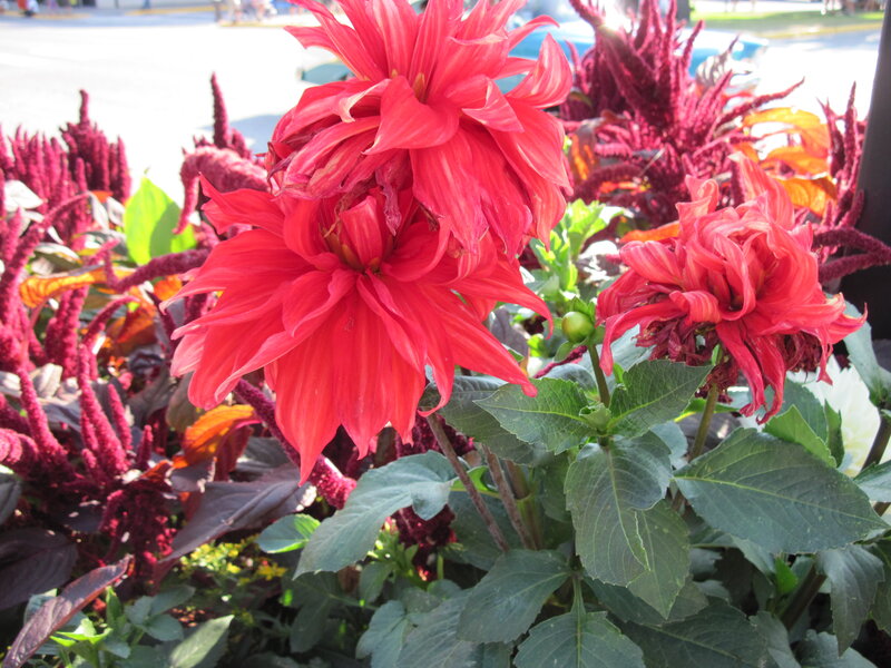 Red Dahlia Flowers — Vibrant
