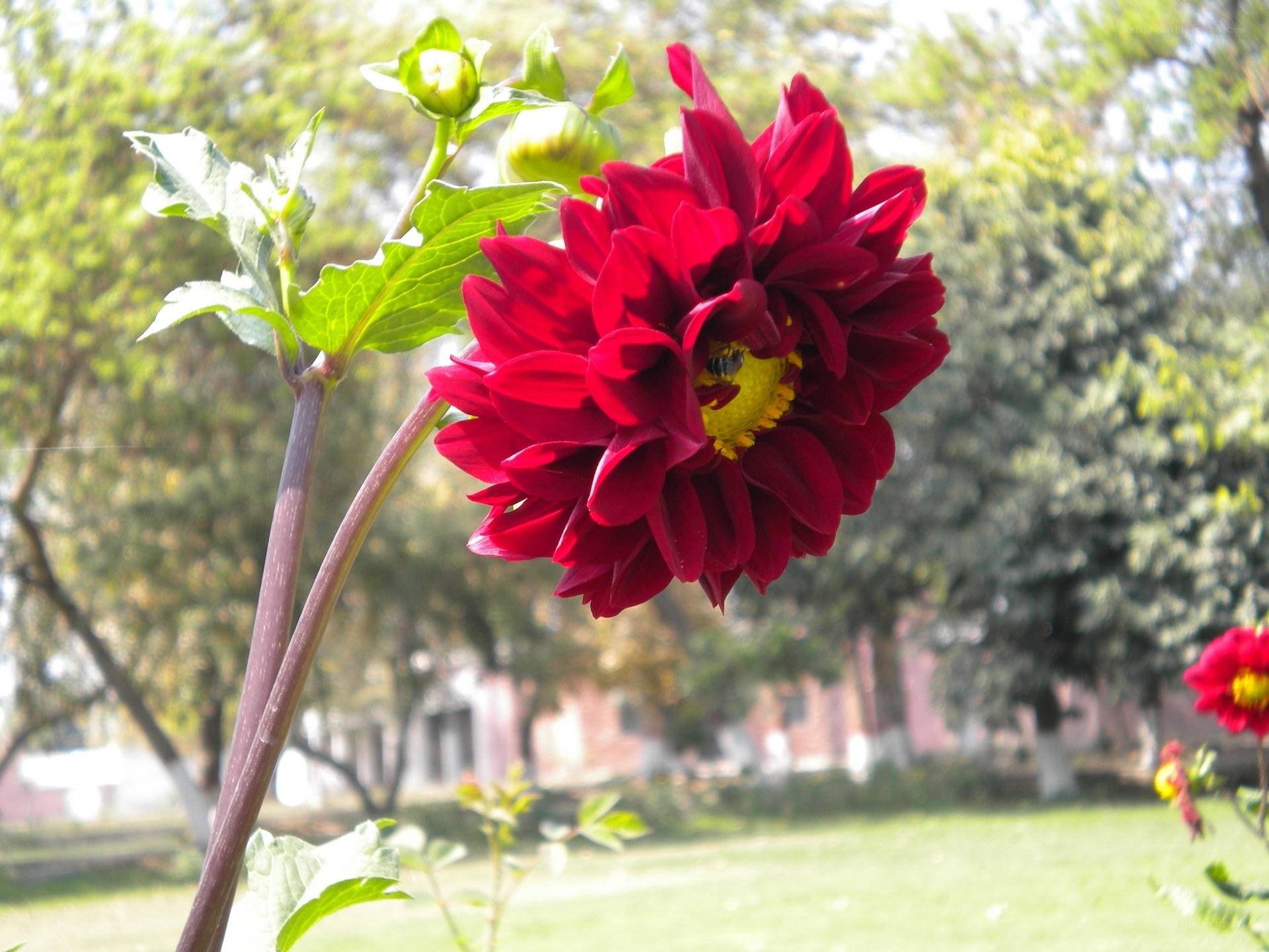 Red dahlia in a park