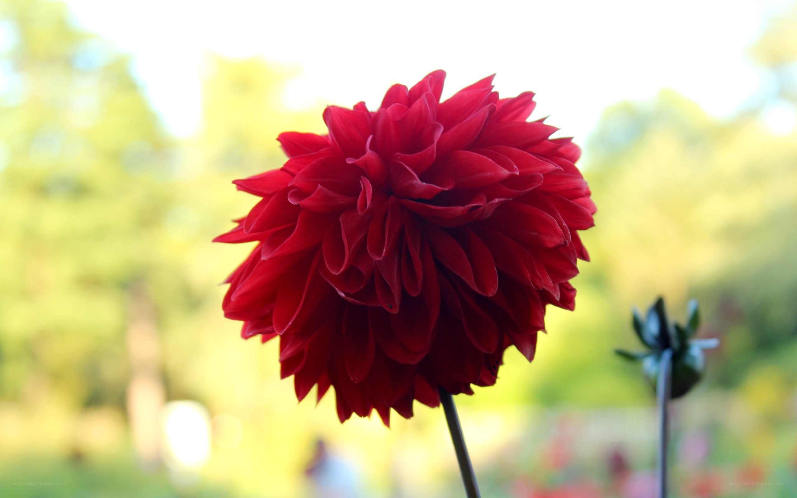 Red dahlia in garden