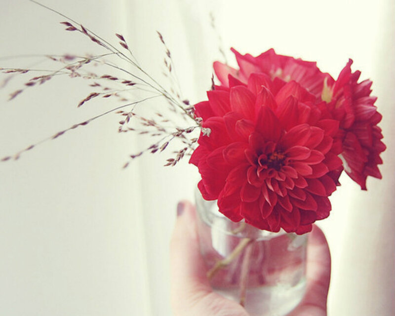 Red Dahlia in Glass