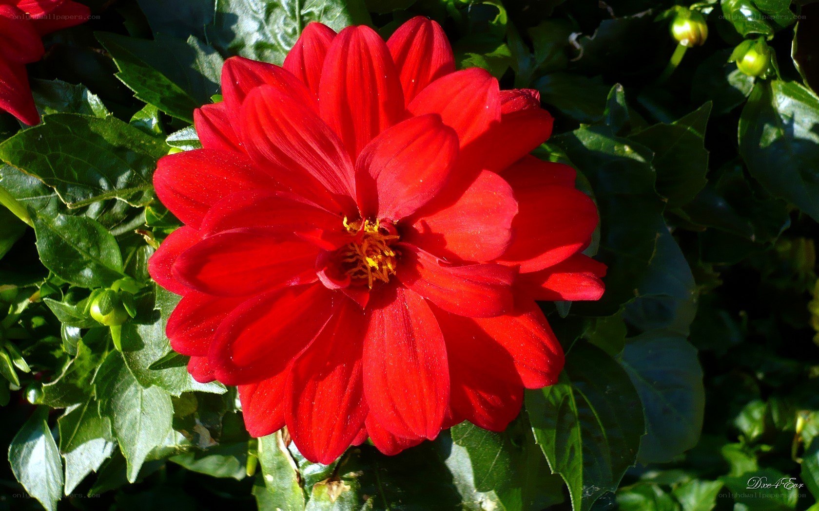 Red dahlia in sunlight