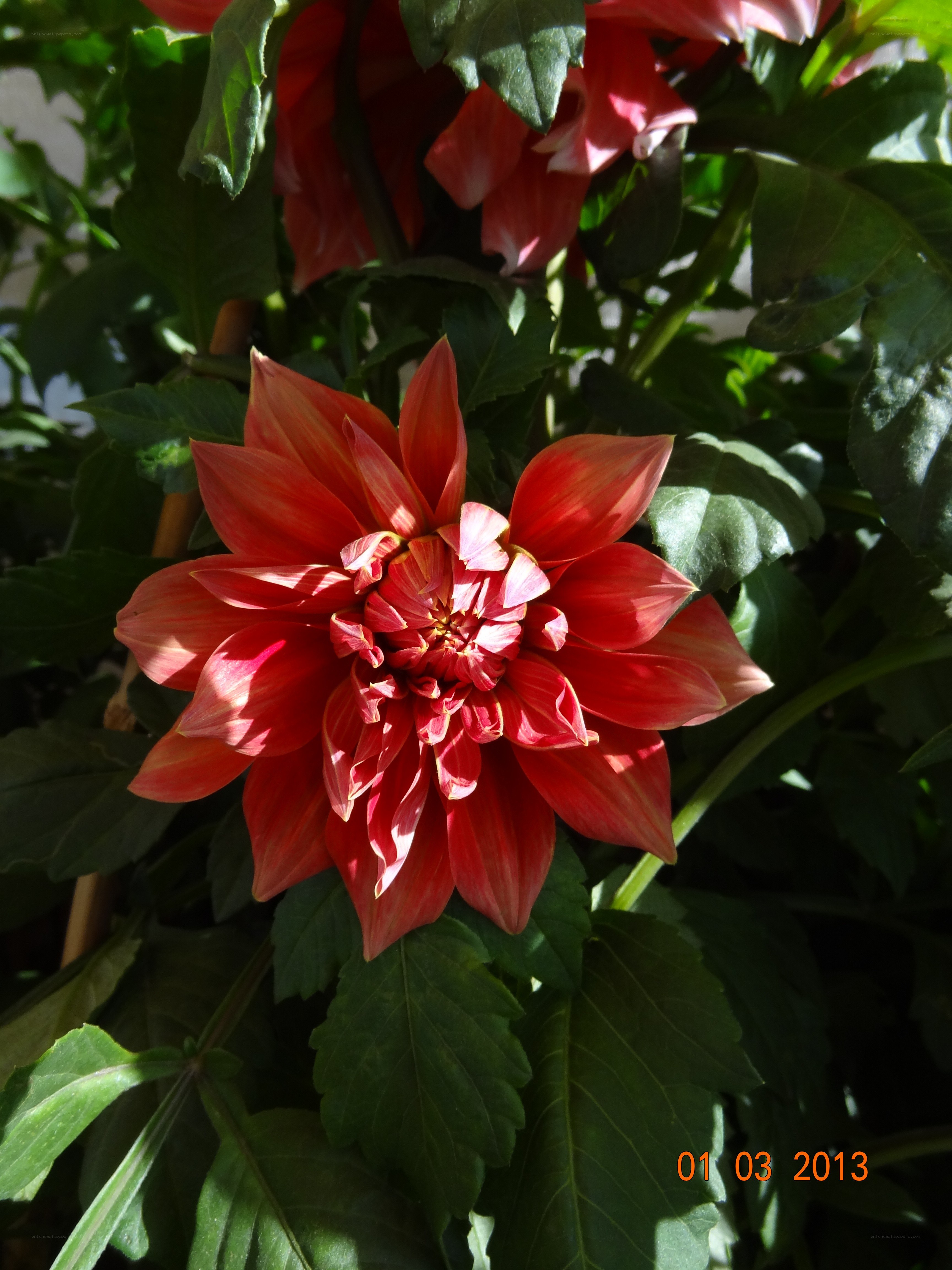 Red dahlia in sunlight