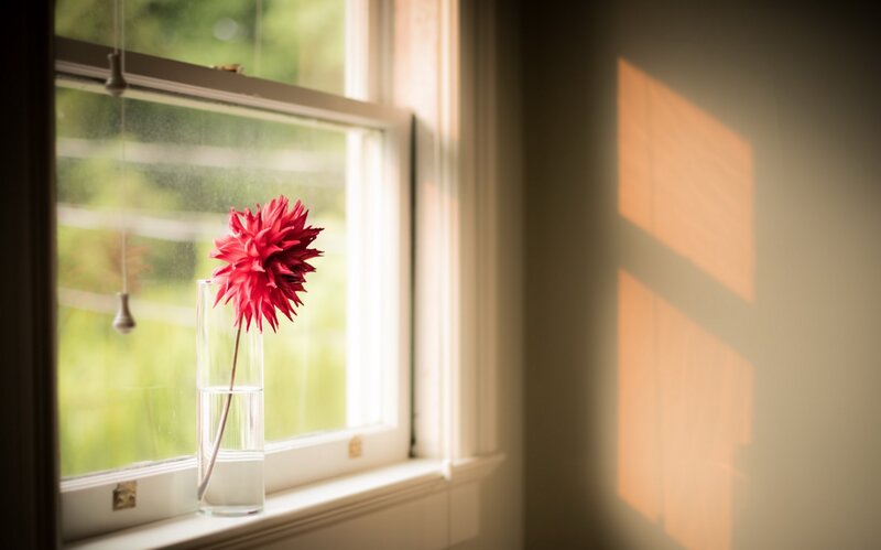 Red Dahlia in Vase