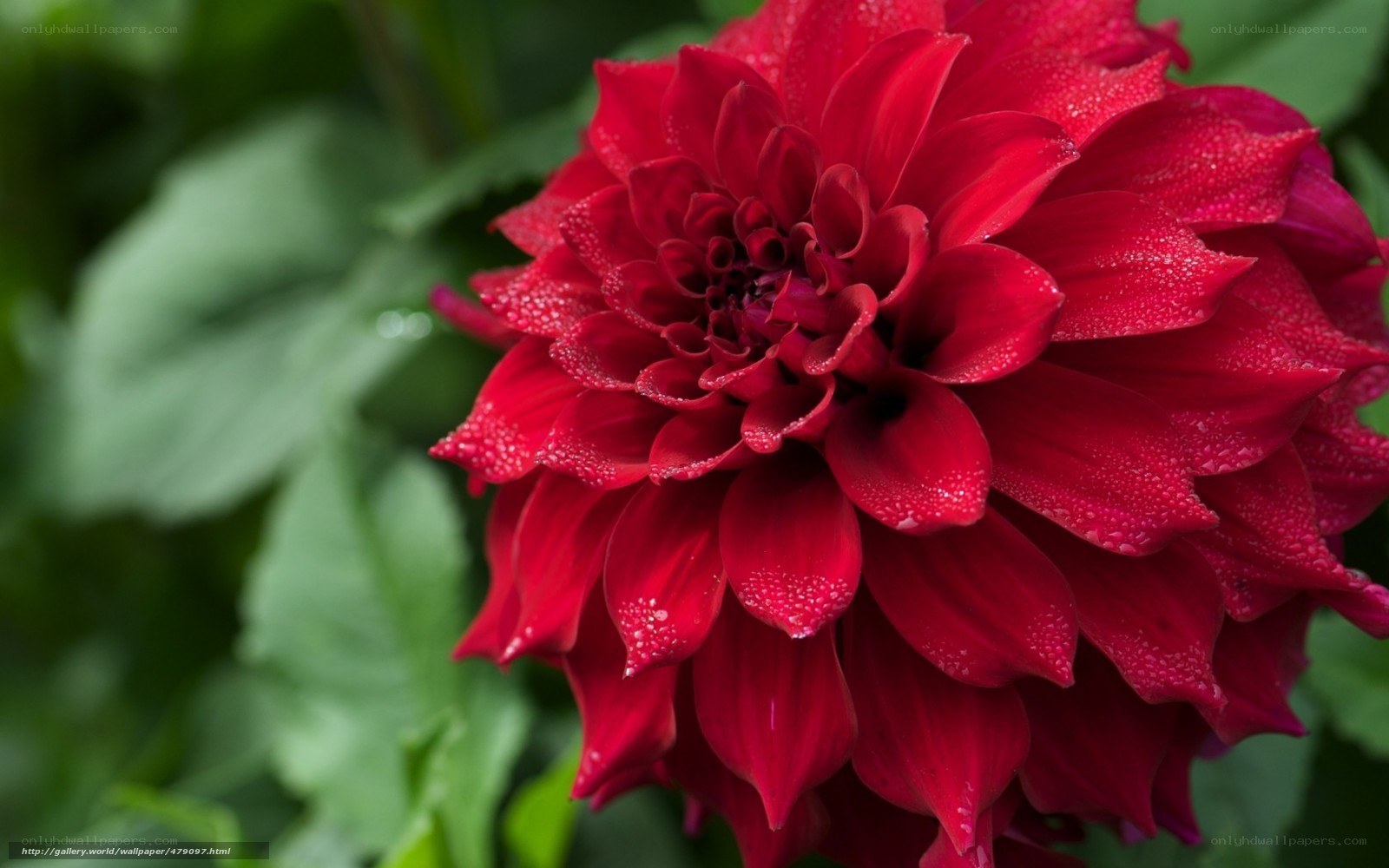 Red dahlia with dew drops