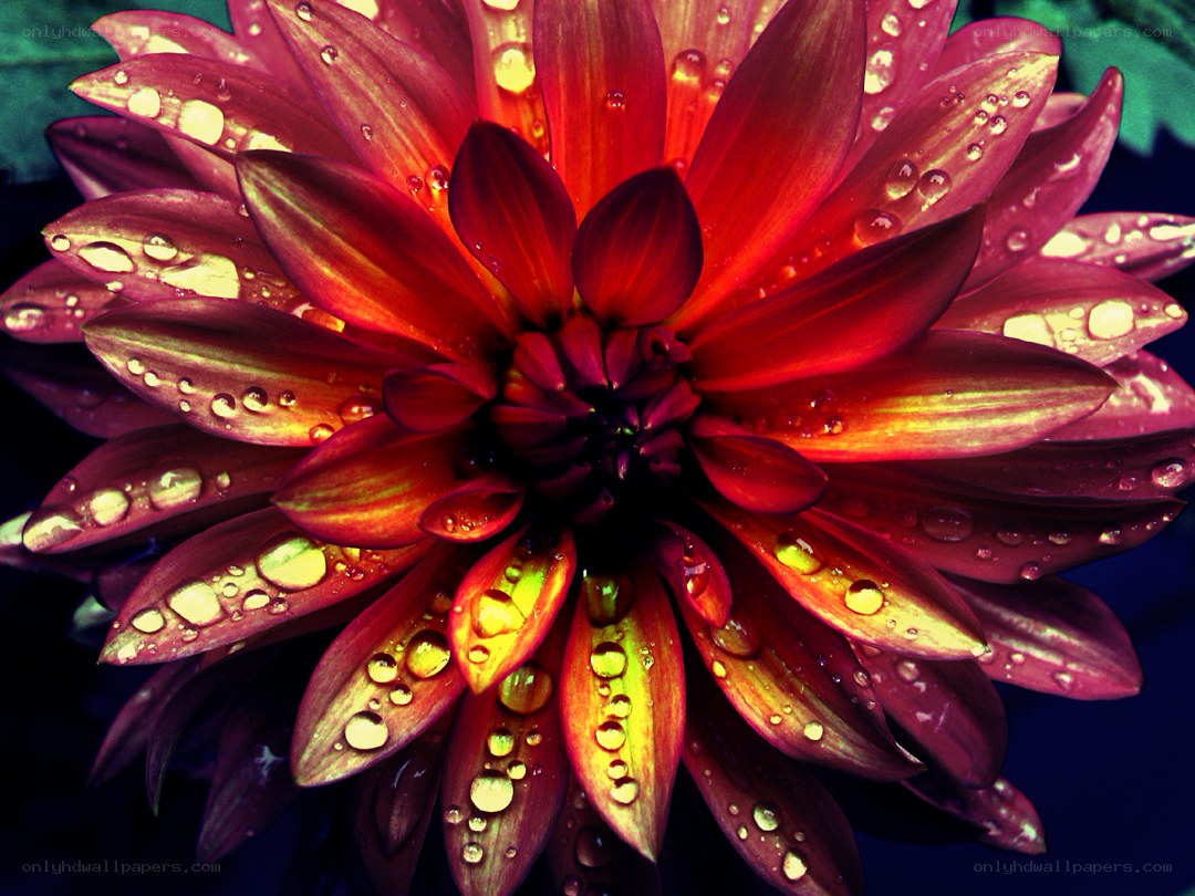 Red dahlia with water droplets
