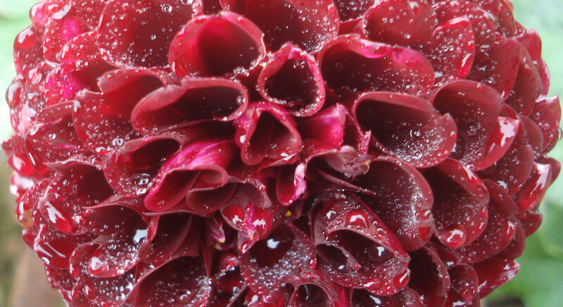 Red dahlia with water droplets
