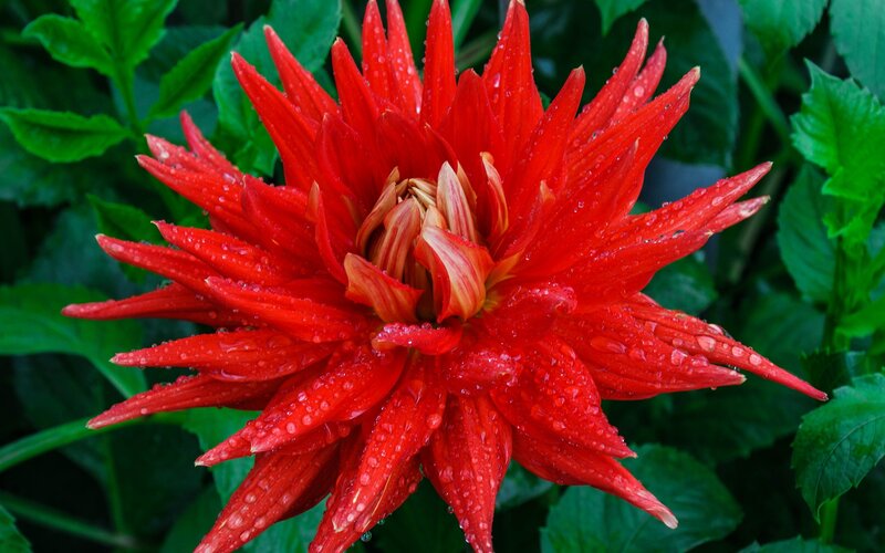 Red dahlia with water droplets