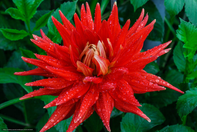 Red dahlia with water droplets