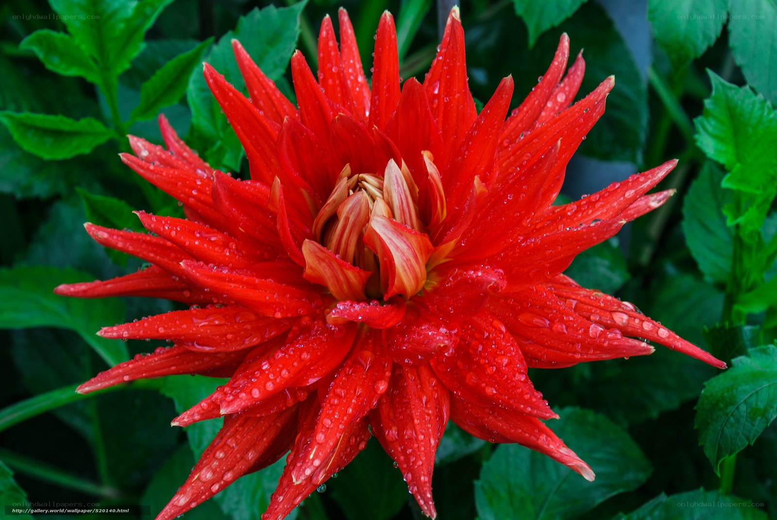 Red dahlia with water droplets