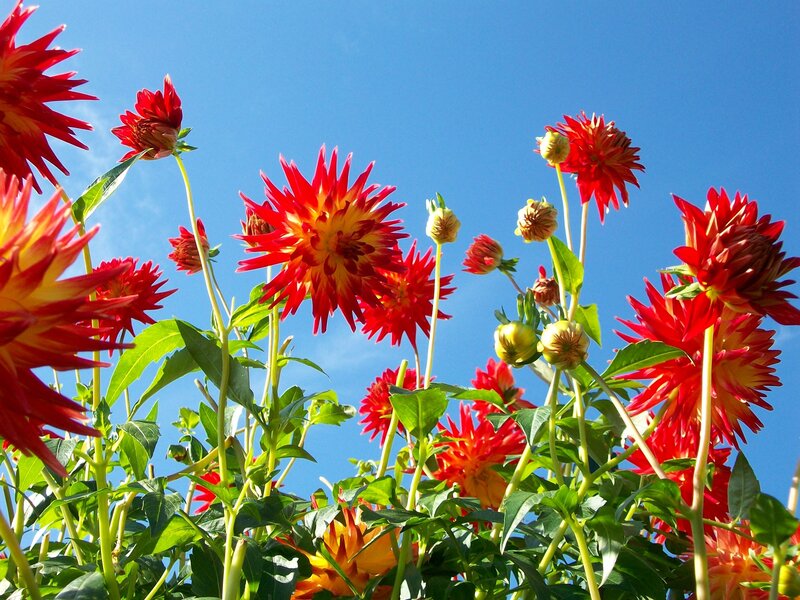 Red dahlias against blue sky